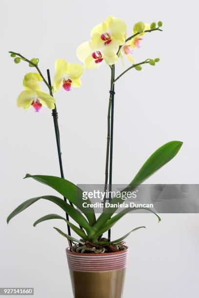elegant orchids - phalaenopsis stock-fotos und bilder