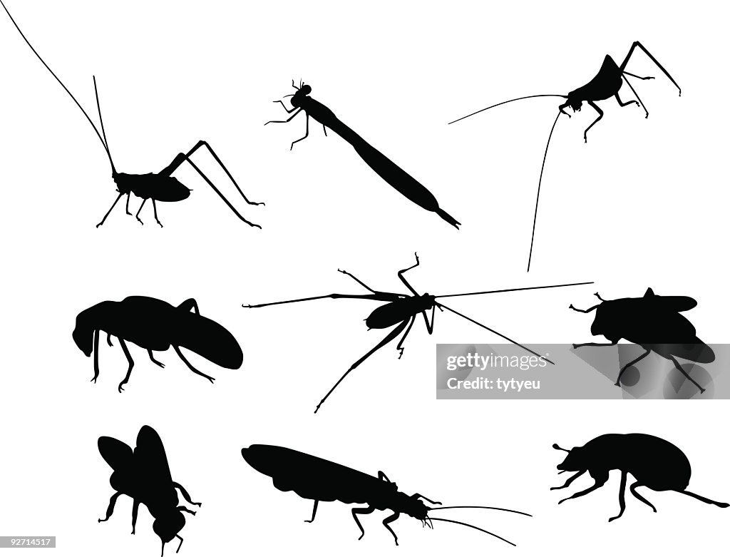 Insect shapes