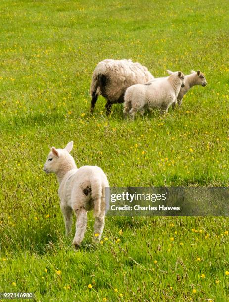 sheep and lambs near crickhowell in the black mountains.the cambrian way, wales, uk - crickhowell stock-fotos und bilder