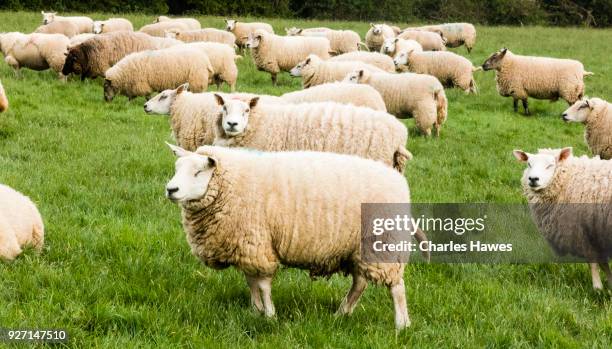 sheep and lambs near crickhowell in the black mountains.the cambrian way, wales, uk - crickhowell stockfoto's en -beelden