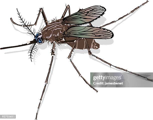 mosquito (vector) - yellow fever stock illustrations