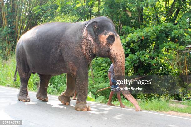 indian elephants walking - pinnawela stock pictures, royalty-free photos & images