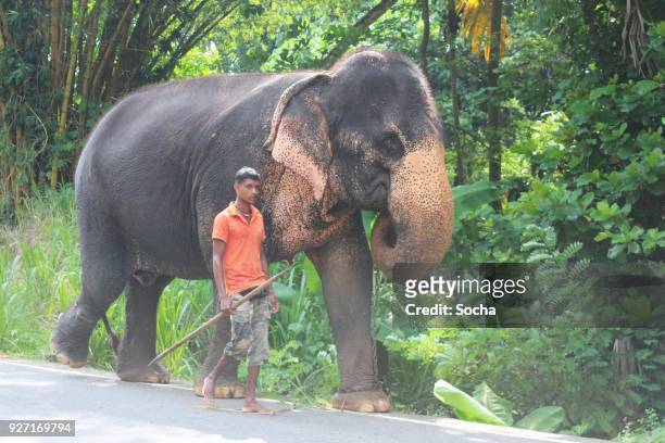indian elephants walking - pinnawela stock pictures, royalty-free photos & images