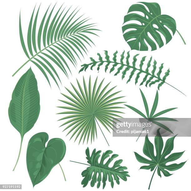 tropische pflanzen - palme stock-grafiken, -clipart, -cartoons und -symbole