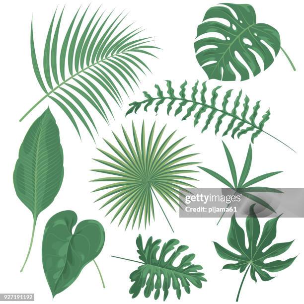 bildbanksillustrationer, clip art samt tecknat material och ikoner med tropiska växter - tropiskt träd