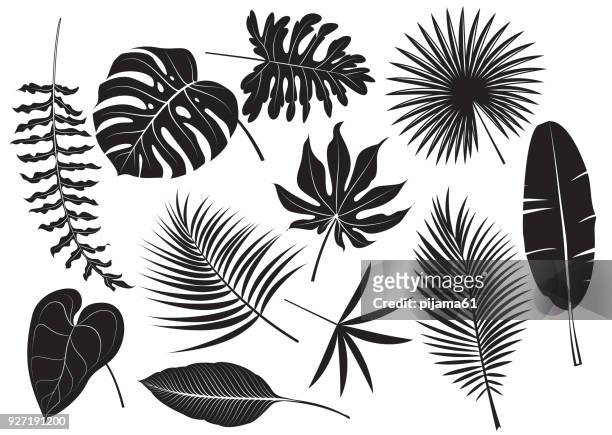 ilustraciones, imágenes clip art, dibujos animados e iconos de stock de plantas tropicales de siluetas - árbol tropical