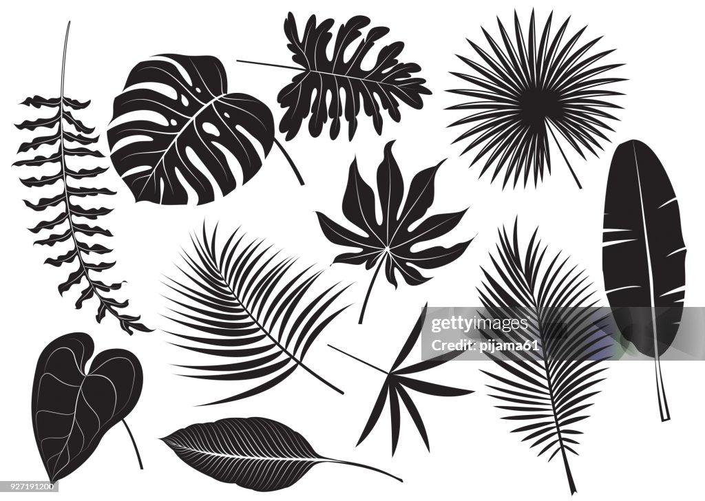 Silhouettes tropical plants