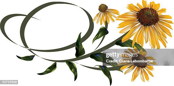 daisy design element - echinacea stock illustrations