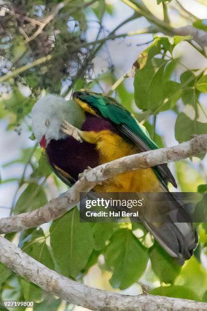 wompoo fruit dove - wompoo fruit dove stock pictures, royalty-free photos & images