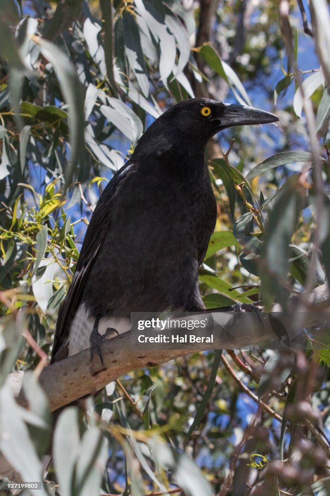 Pied Currawong