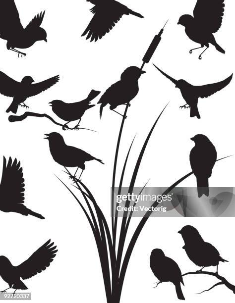 ilustraciones, imágenes clip art, dibujos animados e iconos de stock de gorrión de silhouette - mockingbird