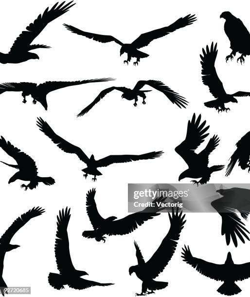 stockillustraties, clipart, cartoons en iconen met eagle silhouette - klauw-lichaamsdeel-van-dieren