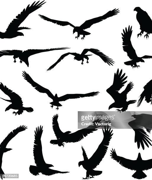 eagle silhouette - bird of prey in flight stock illustrations