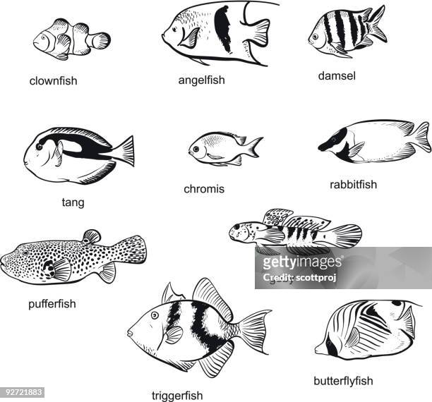 reef fish - angelfish stock illustrations
