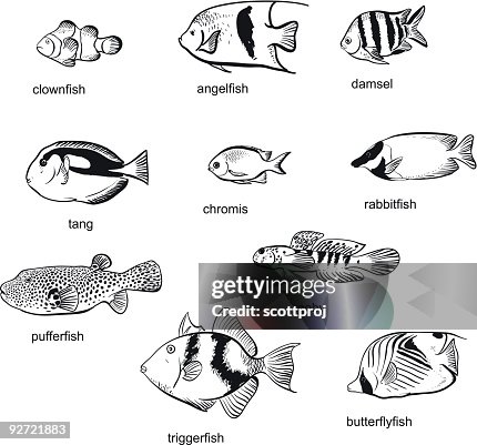 Reef Fish Reef Fish