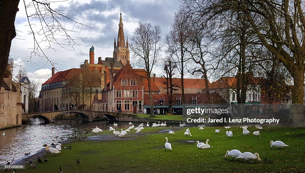 Swans in the Park Near a Canal in Medieval Bruges