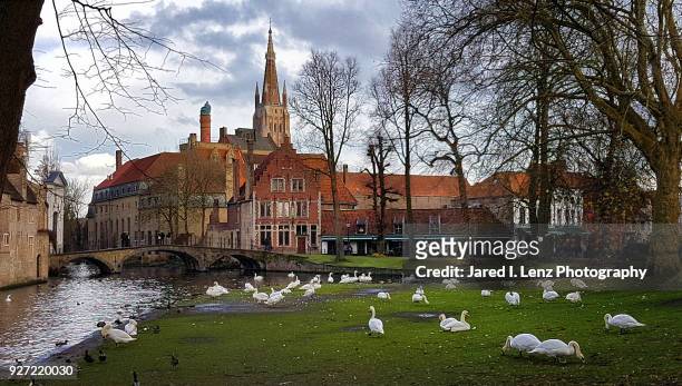 swans in the park near a canal in medieval bruges - bruges stockfoto's en -beelden