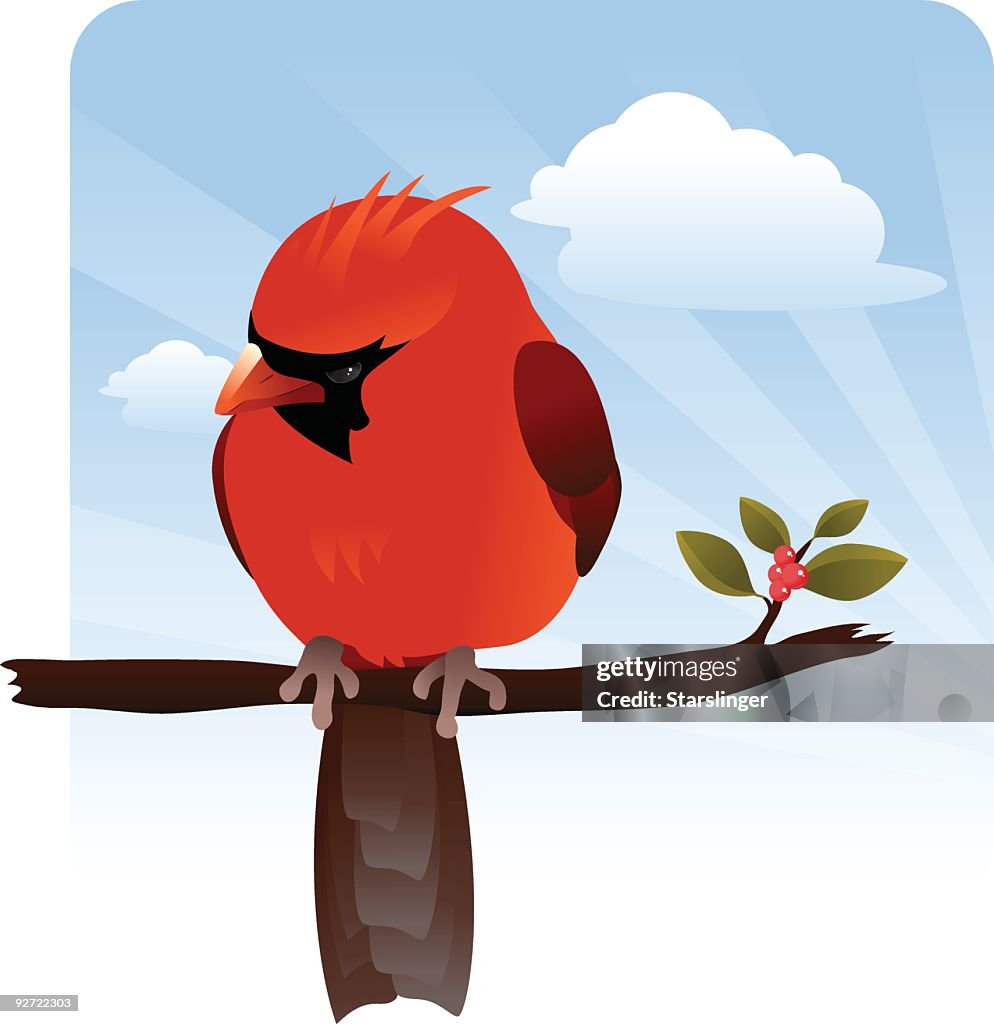 Curious Cardinal