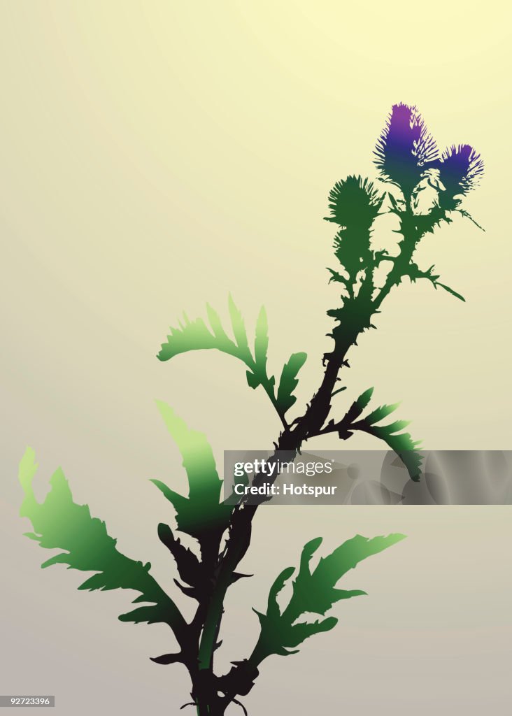 Thistle