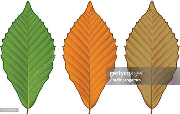 beech leaf - compost stock illustrations