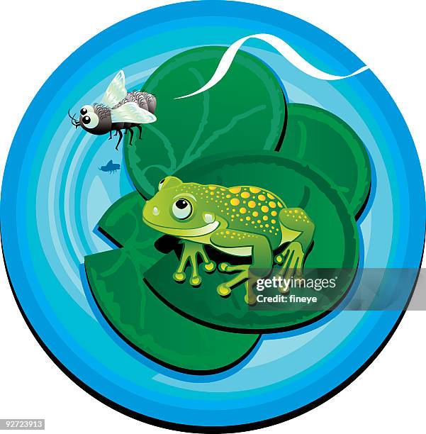 frosch und fly - zweiflügler stock-grafiken, -clipart, -cartoons und -symbole