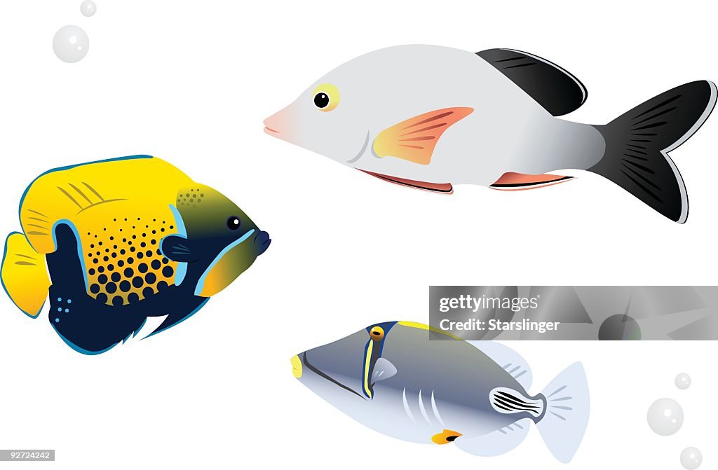 Reef Fish
