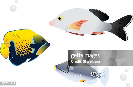 Reef Fish Reef Fish