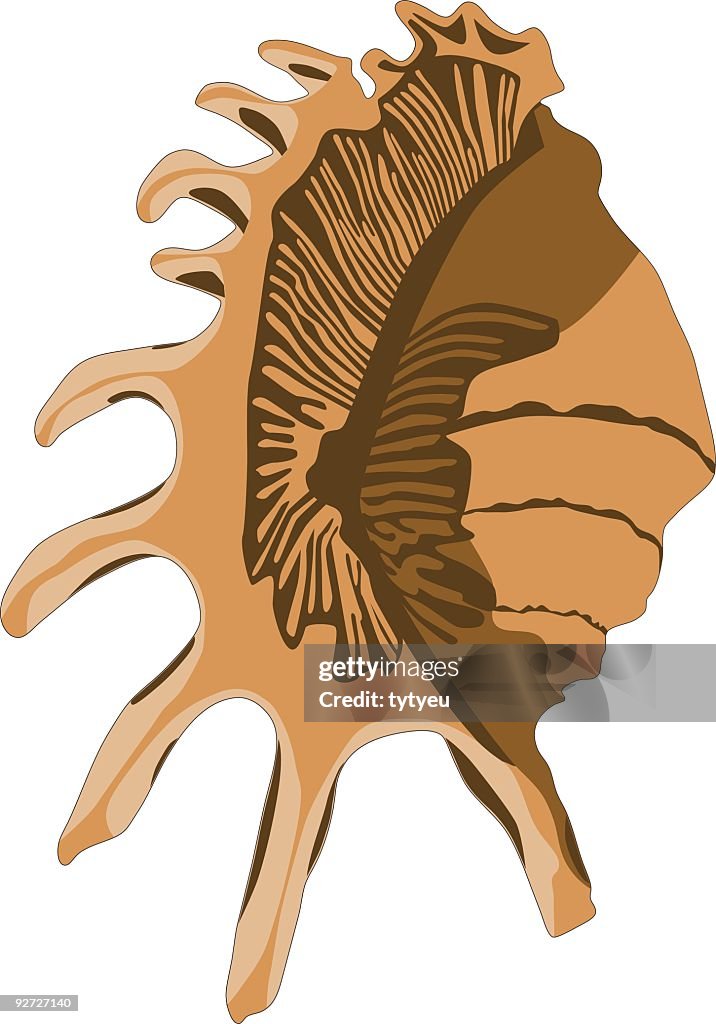Vector sea shell