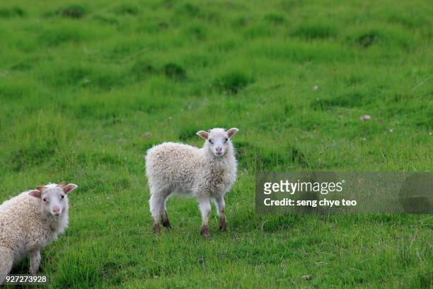 beautiful icelandic sheep - icelandic sheep stock pictures, royalty-free photos & images
