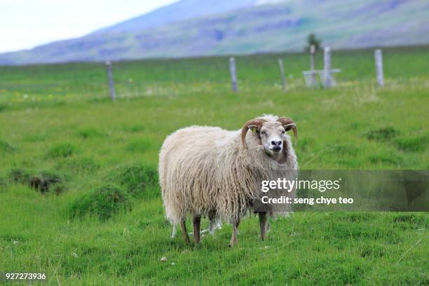 beautiful icelandic adult sheep - icelandic sheep stock pictures, royalty-free photos & images