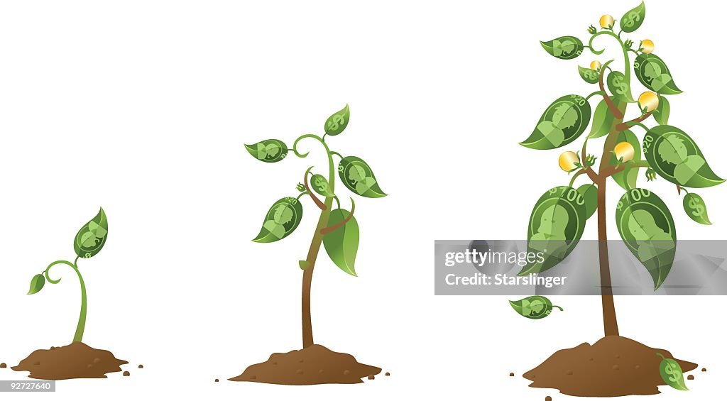 Money tree growing