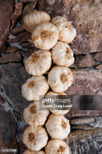 a string of garlic - san miguel de allende, mexico - en chapelet photos et images de collection