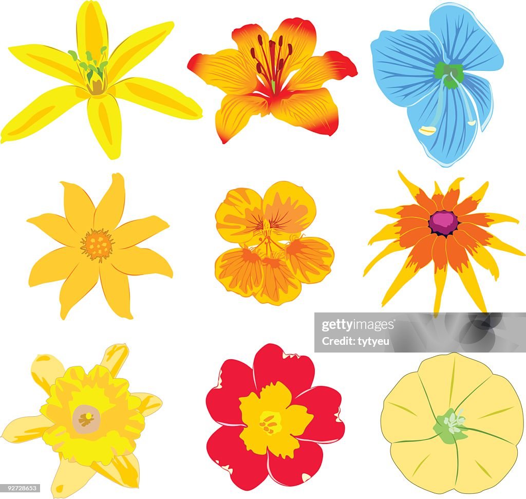 Vector flowers