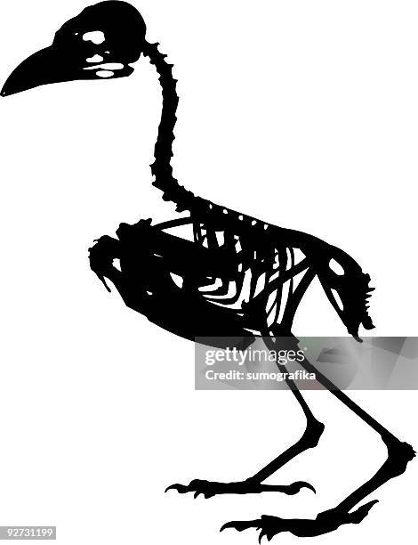 bird skeleton - vertebras stock illustrations