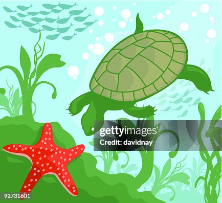 Turtle Explorer Turtle Explorer
