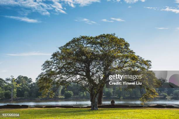 lonely, single tree in the field - single tree imagens e fotografias de stock