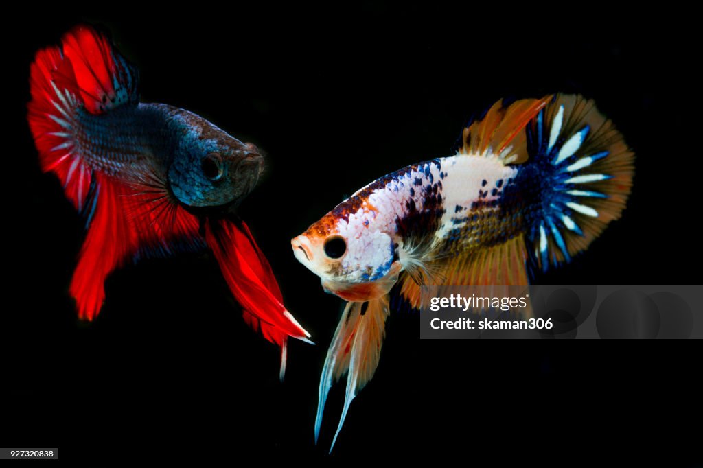 Siamese fighting fish