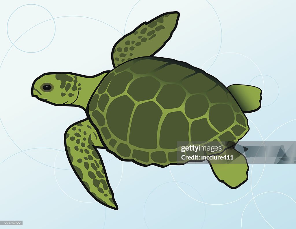 La Tortue verte (Chelonia Mydas