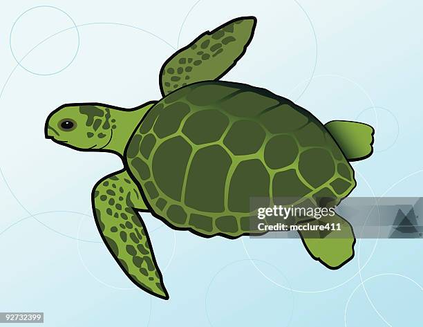 ilustrações, clipart, desenhos animados e ícones de as tartarugas marinhas verde (chelonia mydas - tartaruga marinha