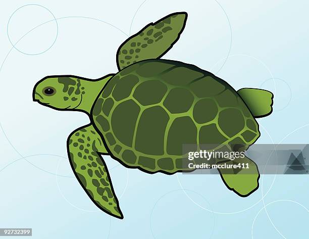 swimming green sea turtle (chelonia mydas) - animals with webbed feet stock illustrations