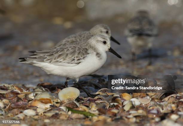 a stunning sanderling (calidris alba) searching for food along the shoreline at high tide. - piovanello tridattilo foto e immagini stock