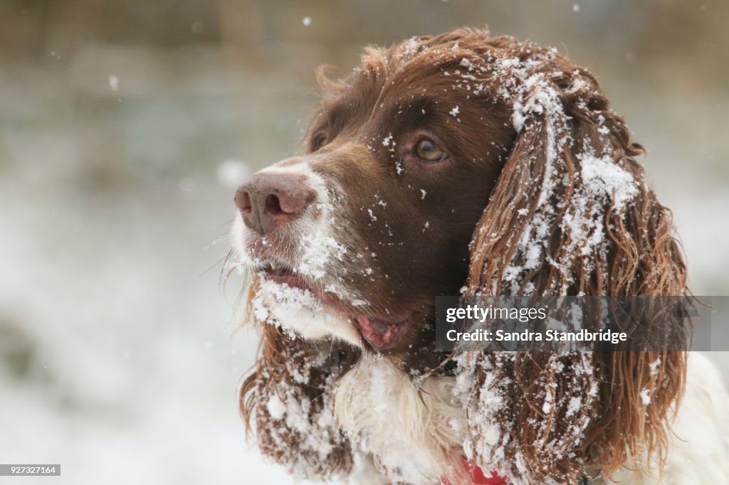 A cute head shot of an English Springer Spaniel Dog with snow on his ears and face.