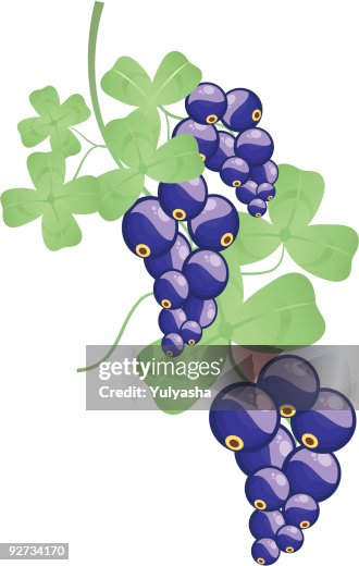 Black-currant frond Black-currant frond
