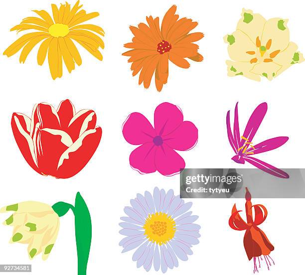 vector flowers 2 - golden aster stock illustrations