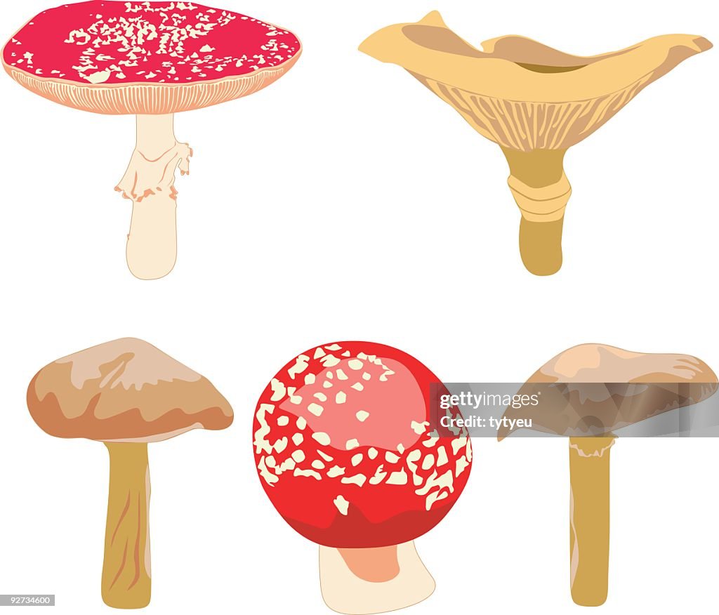 Vector real mushrooms
