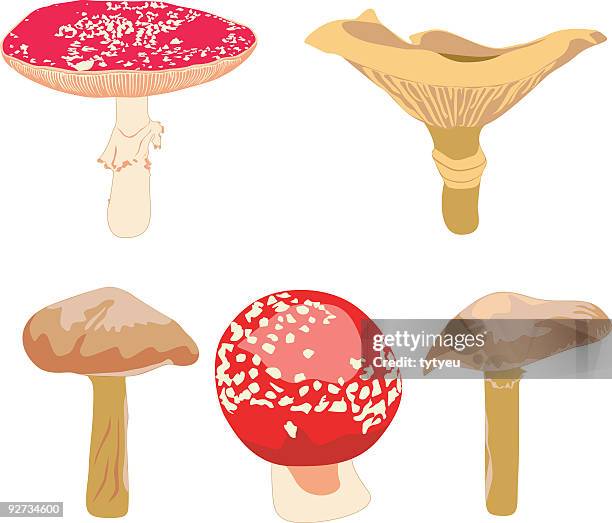 vector real mushrooms - colouring stock illustrations