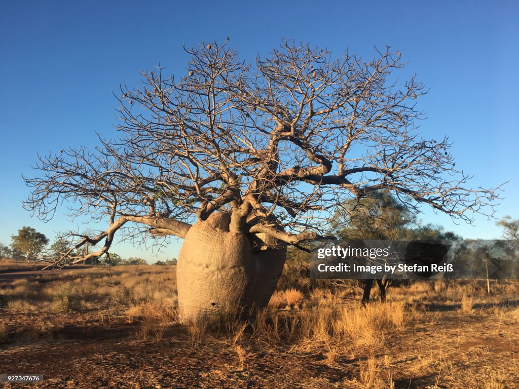 Boab Tree Roots Boab Tree High-Res Stock Photo - Getty Images