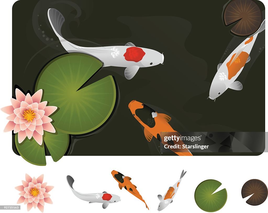 A picture of colorful fish in a pond
