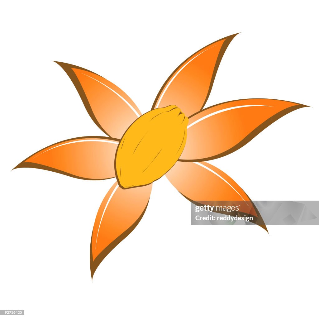 Cocoa Leaves and pod