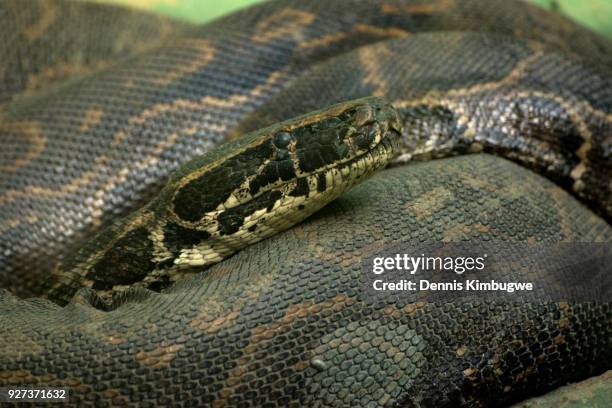 african rock python (python sebae). - python head stock pictures, royalty-free photos & images